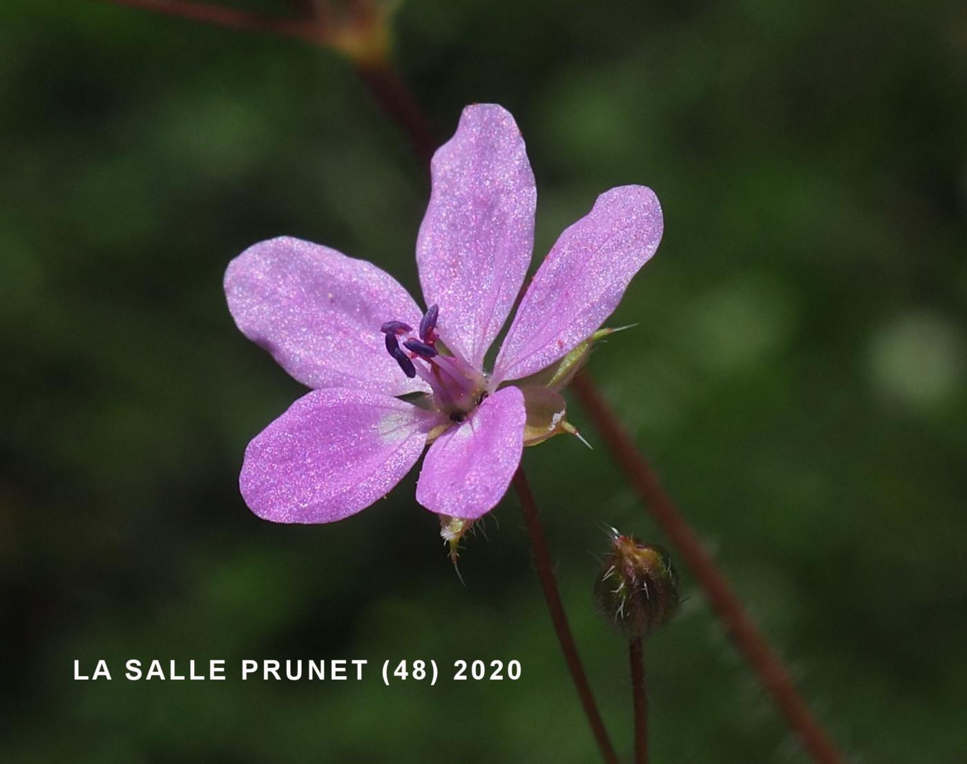 Storksbill flower